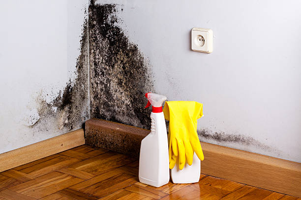 Best Commercial Mold Remediation in USA